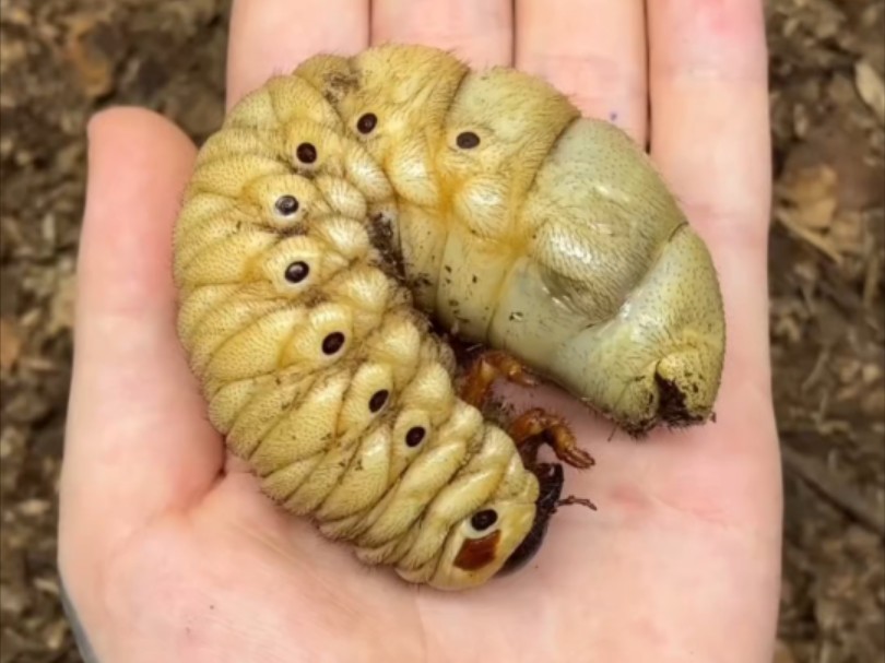 大兜虫从幼虫到标本的全过程