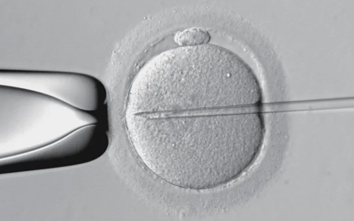 ASI Injection Pump Application in Zebrafish Microinjection