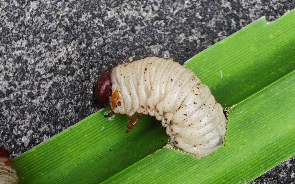 活动  化身贝爷,带大家寻找野露兜树上的虫子,下一集让我们去尝下滋味
