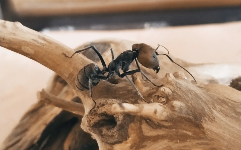 【红头弓背蚁】换巢   自己新做的试管扩展巢