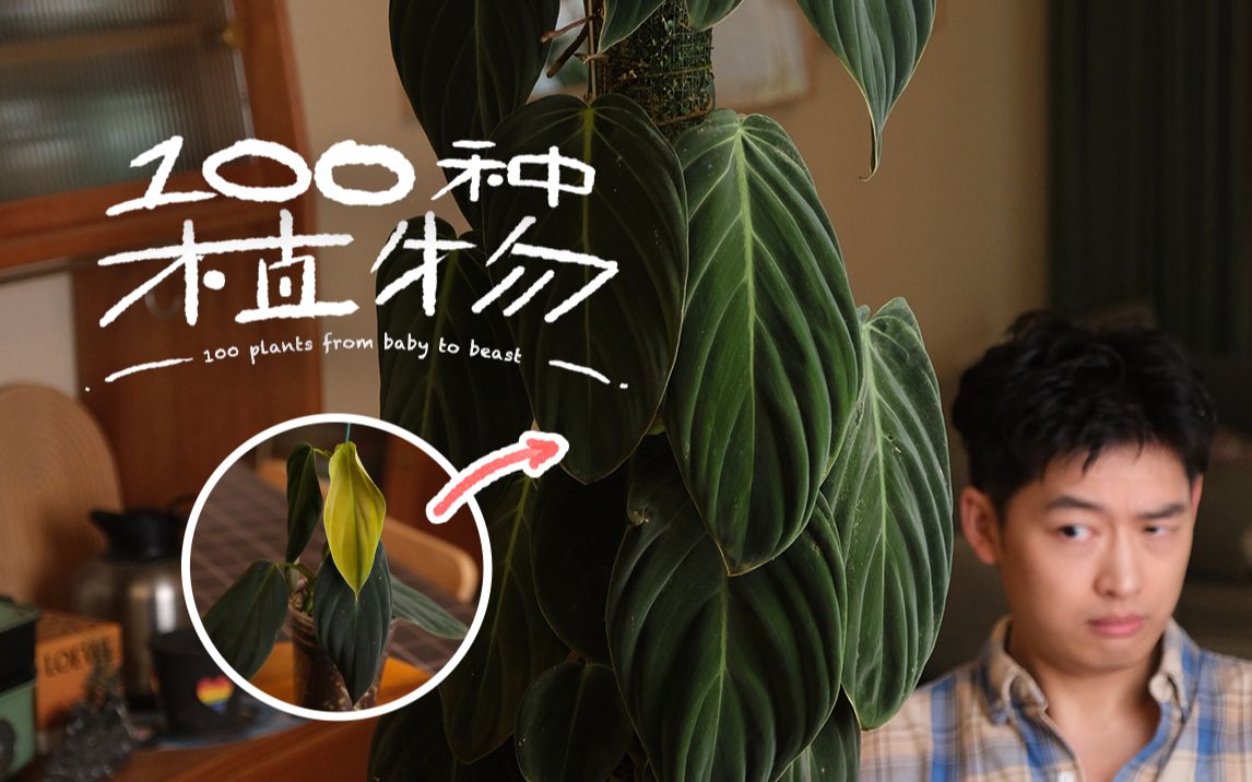 [图]100种植物从小养到大｜牡蛎蔓绿绒