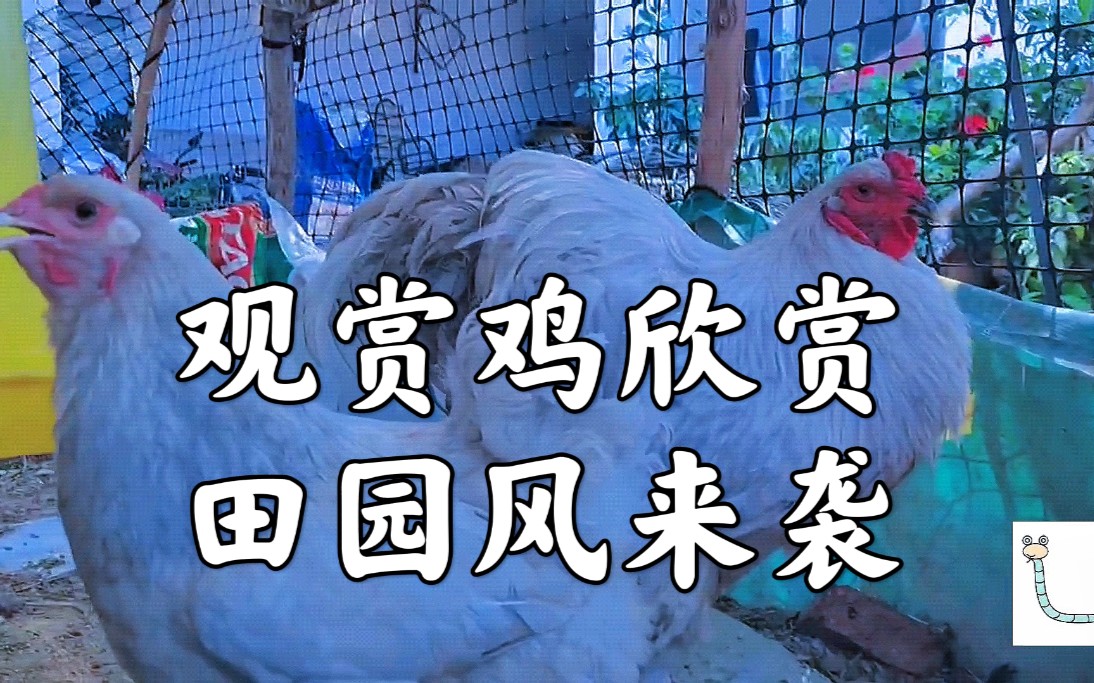 活动  紫色怀恩多特 蓝精灵薰衣草婆罗门 观赏鸡品种赏析