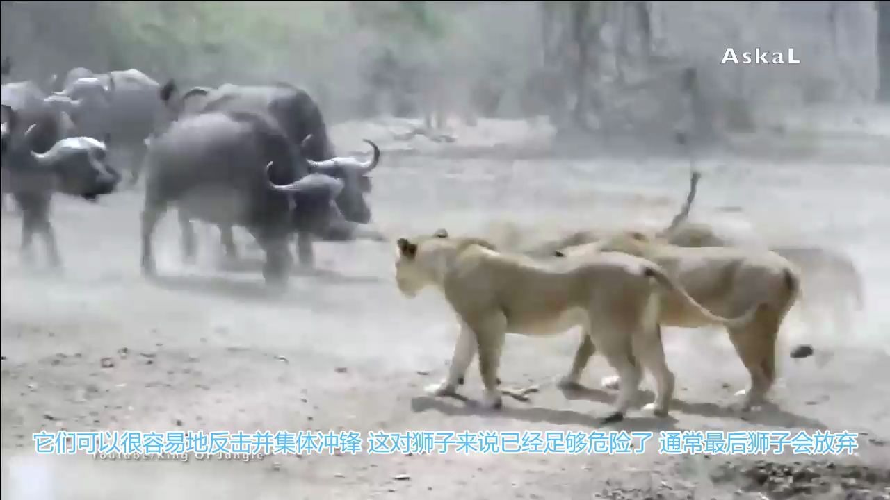 可以抵抗肉食动物捕食的十种食草动物哔哩哔哩bilibili