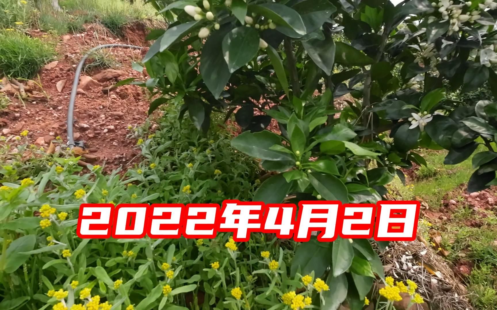 莘橙果园:2022年4月2日,脐橙果树和果园的花花草草都开花了!哔哩哔哩bilibili