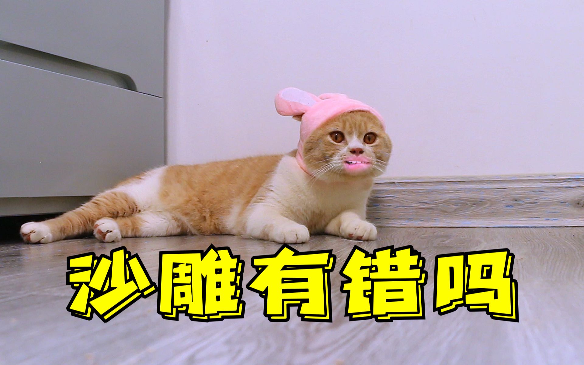 沙雕有错吗为什么大家都喜欢可爱的小猫咪