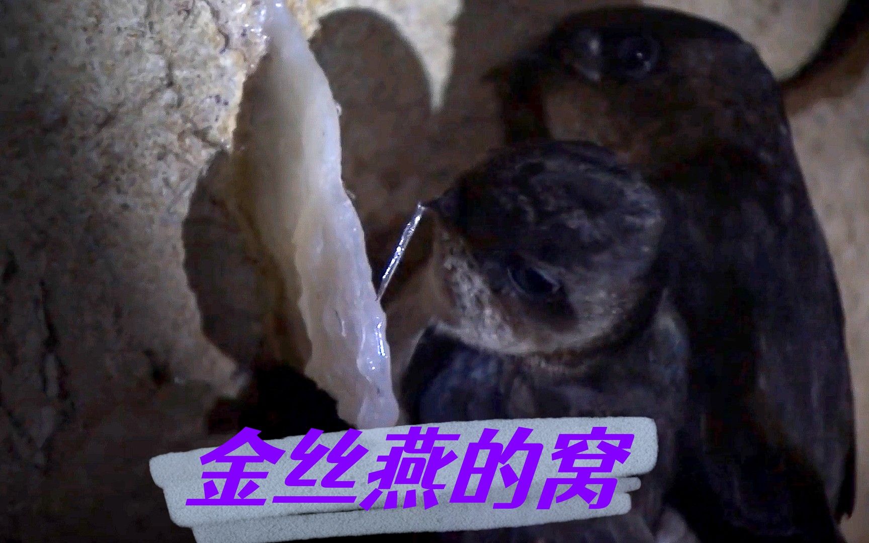 金丝燕的窝,最贵的食材竟然是燕子的口水,国外燕窝的采集和制作