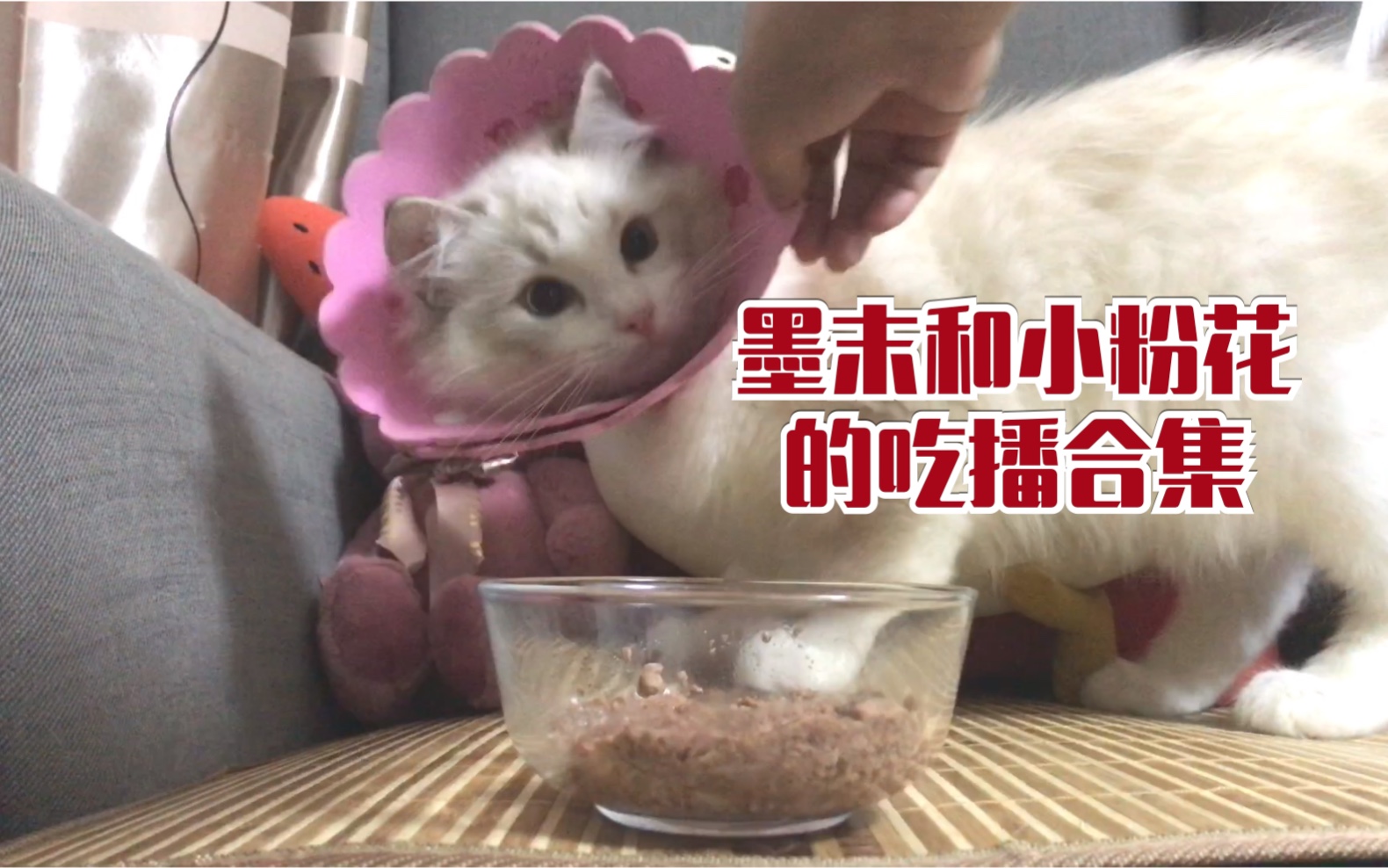 【布偶猫】粉丝点播的墨末和“小粉花”初五的吃播!哔哩哔哩bilibili