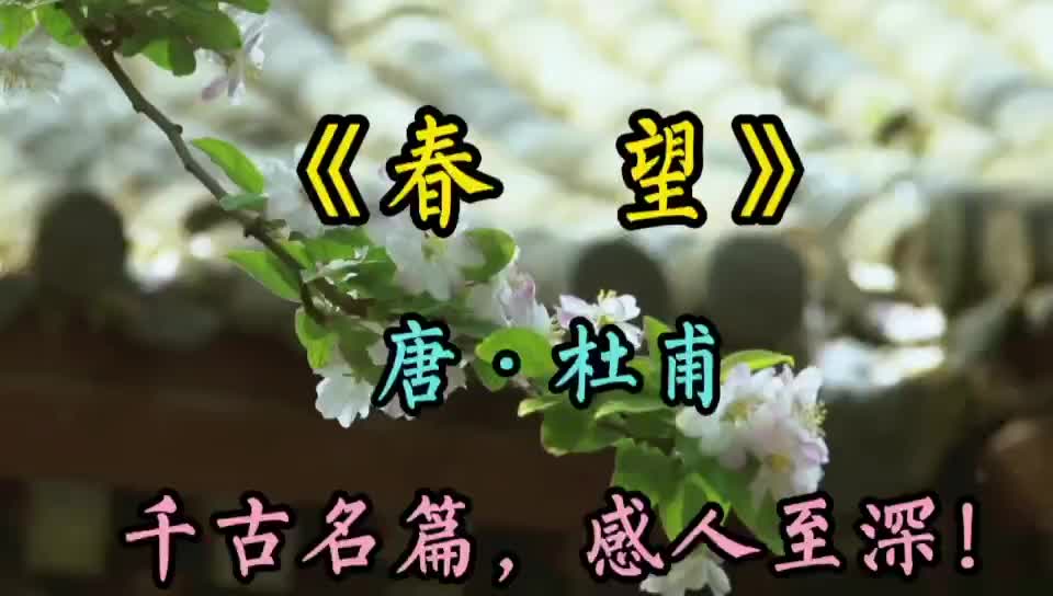 古诗欣赏《春望》唐代 杜甫哔哩哔哩bilibili