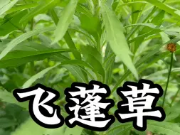 Скачать видео: 一种看似会“自尽”的植物，飞蓬草。其实他枯萎后自断根茎部位不是在自尽喔，而是像蒲公英一样随风飘荡后落地生根。#飞蓬草＃大自然的馈赠＃农村生活