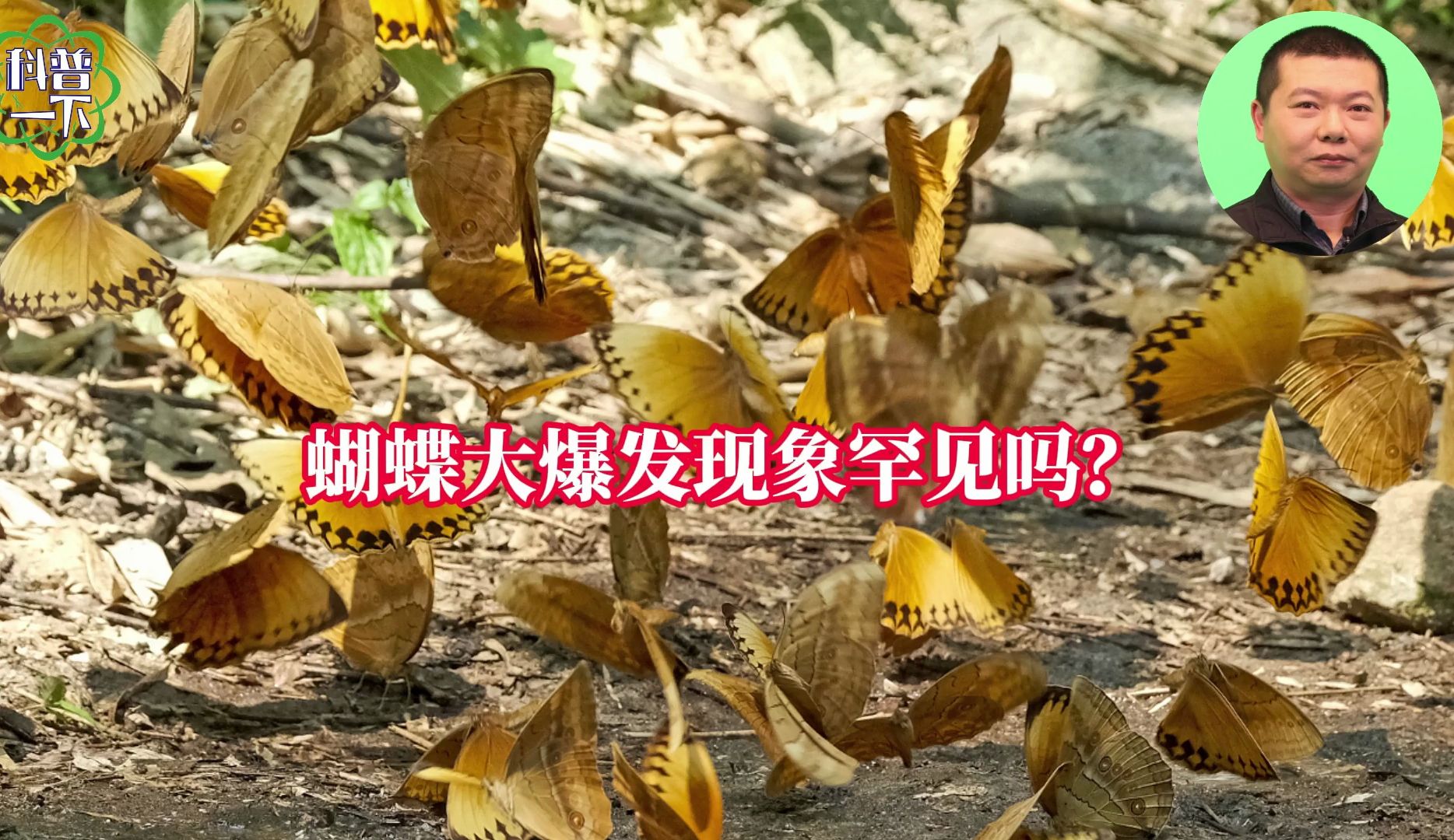 蝴蝶大爆发现象罕见吗?