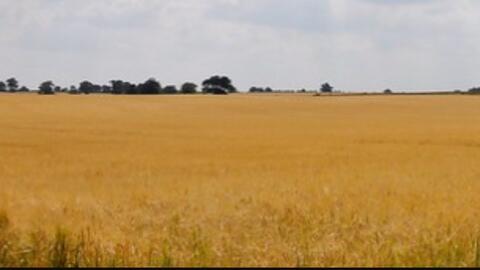 The Backrooms, Level 10: Wheat Field