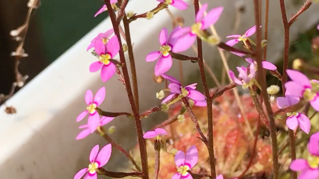 暴打各种小昆虫的奇花异草 食虫植物中的丹波花柱草