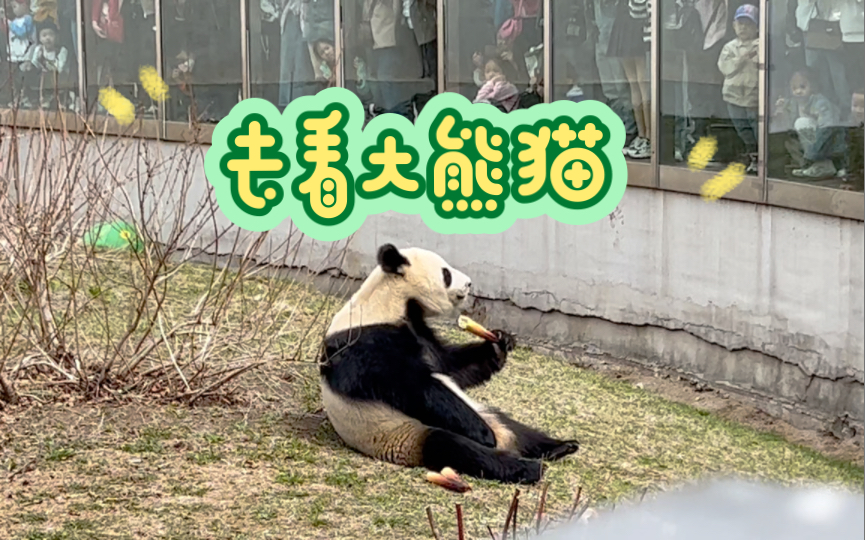 东北虎园一日游 去看长春的大熊猫啦