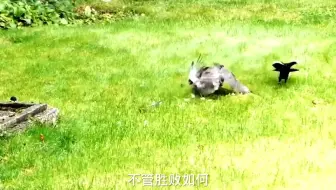 二打一，为救大鸟，两只喜鹊大战老鹰129动物世界 129老鹰
