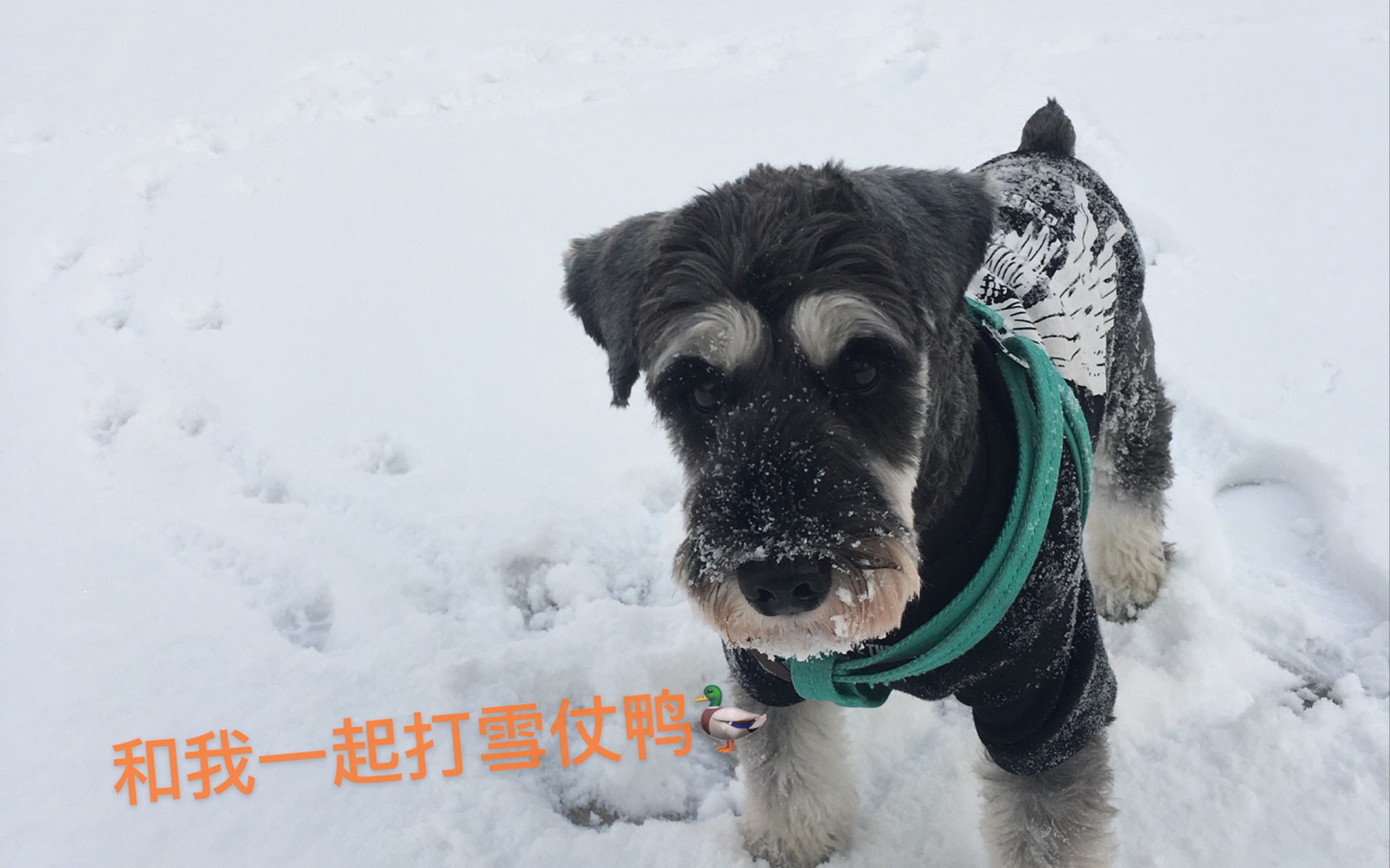 【雪纳瑞】玩雪日常哔哩哔哩bilibili