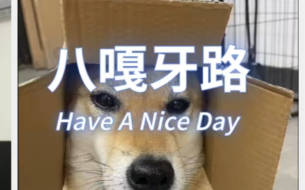 八嘎狗子戴上帽子就像被封印了