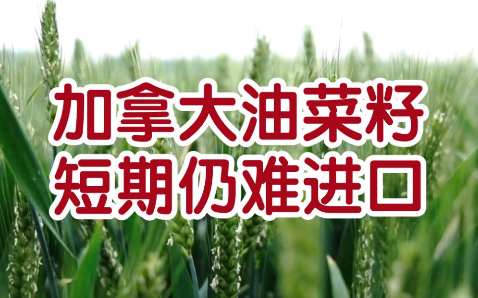 今年夏粮最低收购价全面提高,我国继续大量购买美国新季玉米;今年国家小麦托市收购料不会启动,加拿大菜籽进口短期不受影响哔哩哔哩bilibili