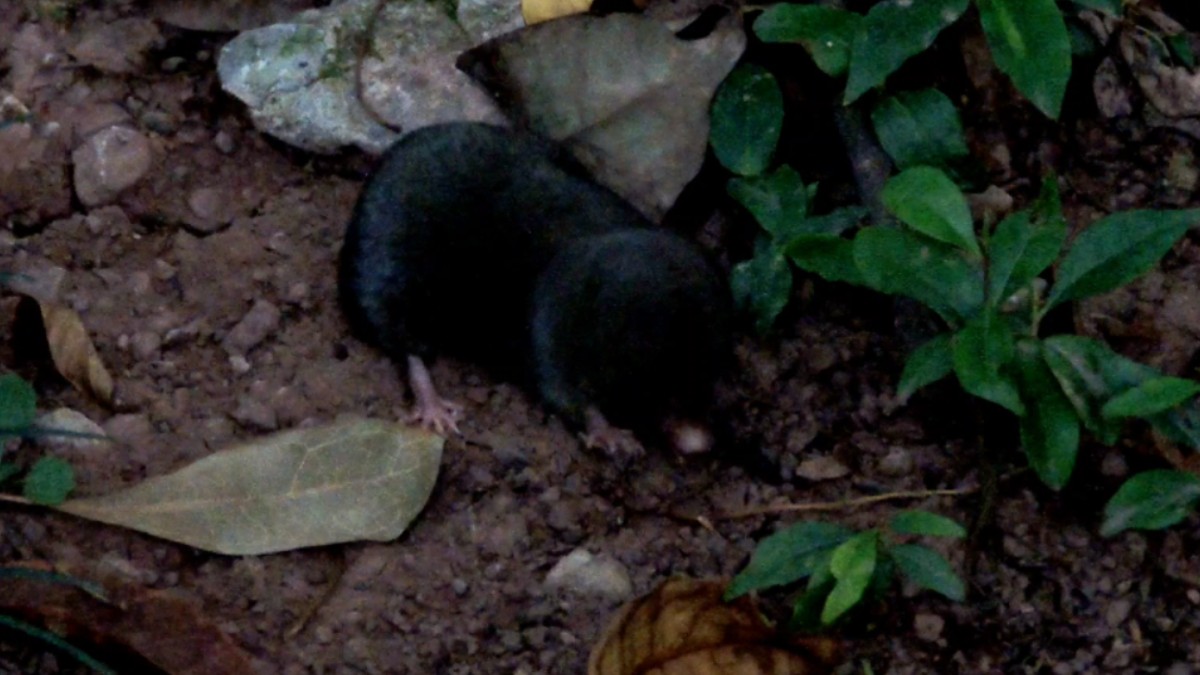 清晨偶遇吃早餐的四川短尾鼩