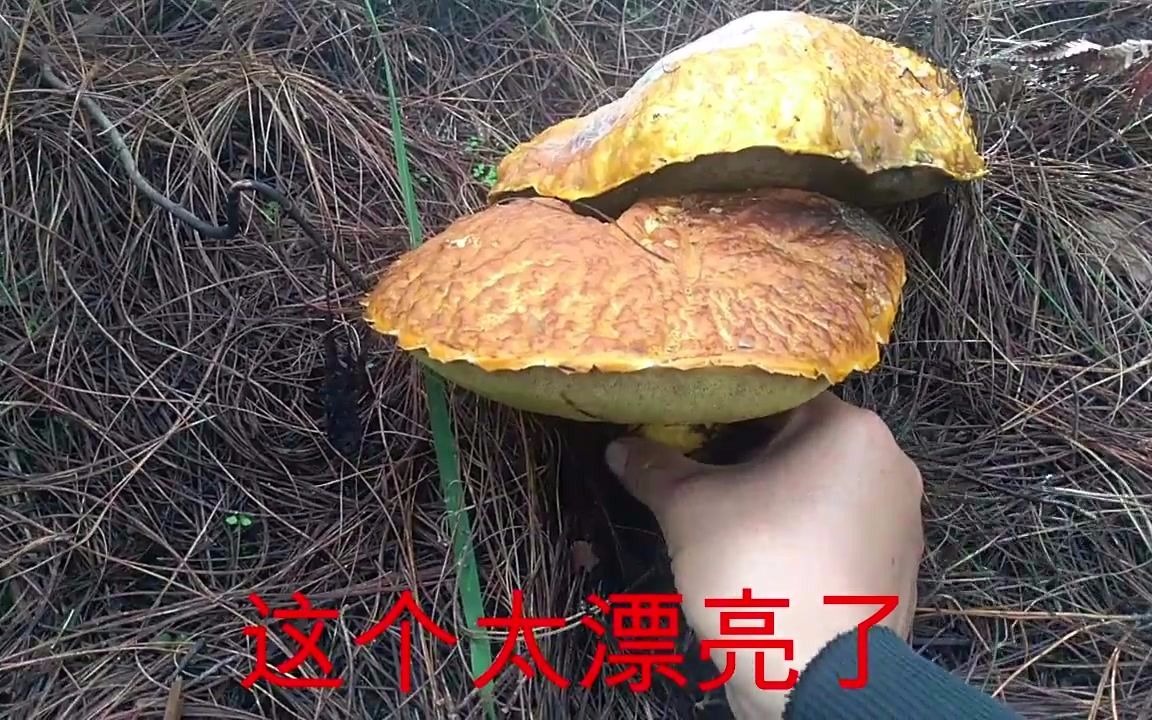 色香味俱全的远东疣柄牛肝菌哔哩哔哩bilibili