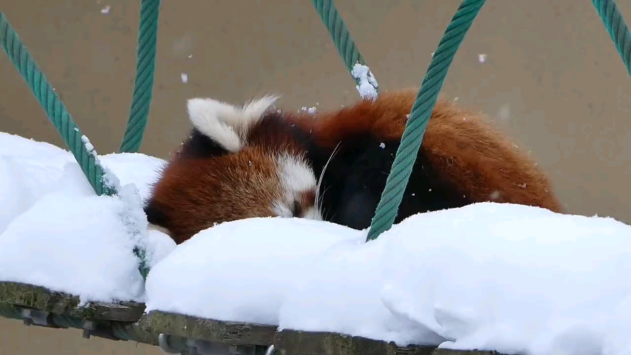 [小熊猫]雪中睡觉的小熊猫