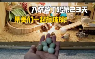 Download Video: 【芦丁鸡】“今天又是鸡蛋自由的一天！”