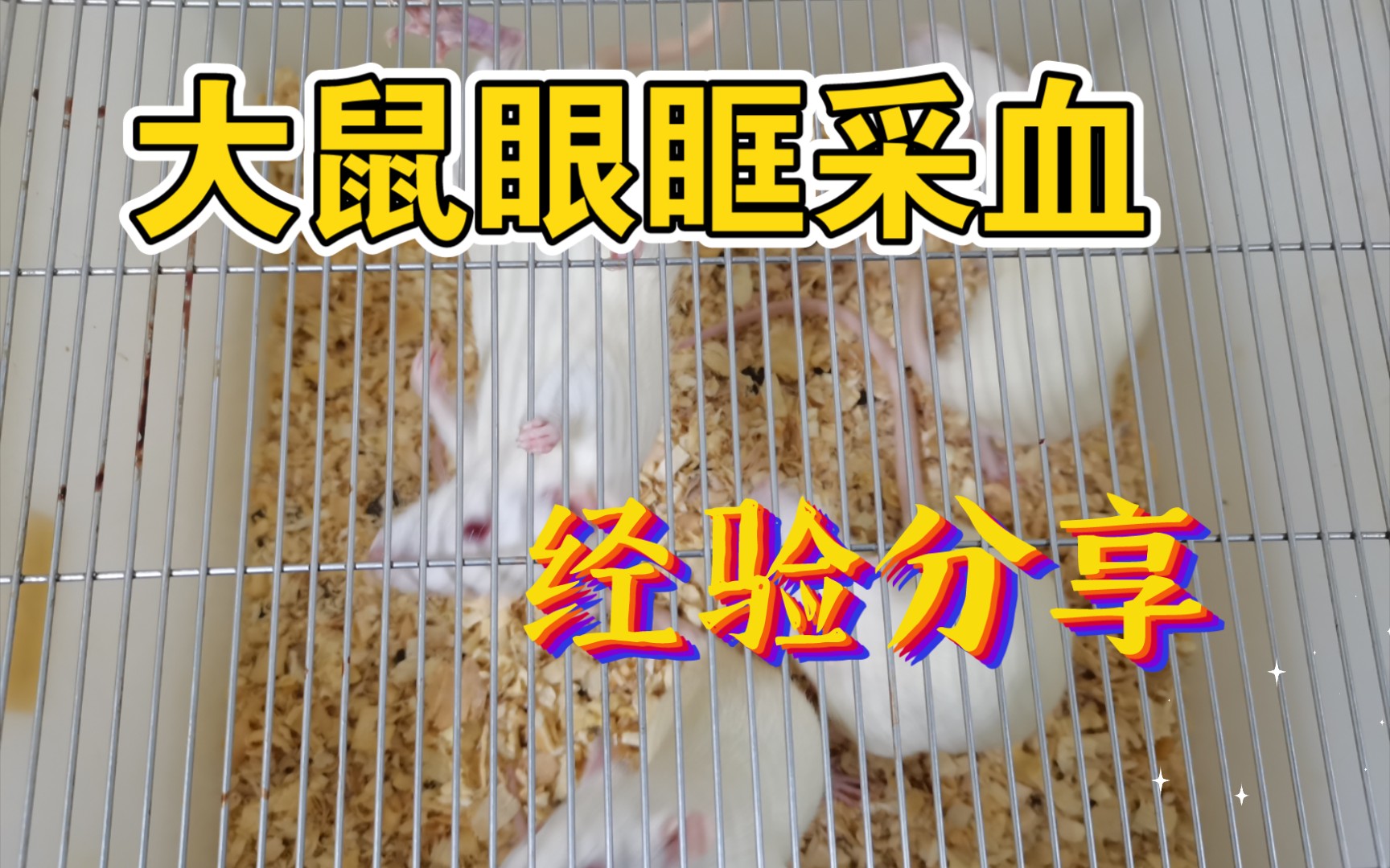 [大鼠眼眶采血]不能算教学,只能说是经验分享