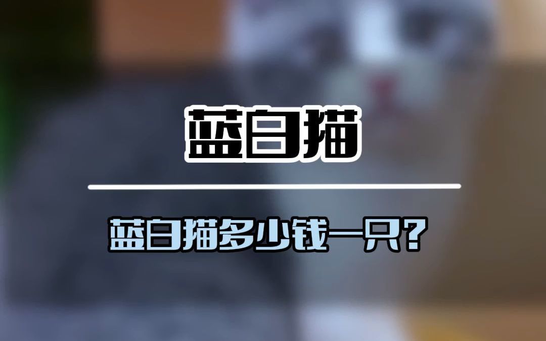 怎么选蓝白不吃亏?蓝白猫多少钱一只?英短蓝白多少钱一只?英短蓝白的价格是多少?(5762)哔哩哔哩bilibili