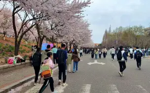 Download Video: 【青岛逛街归来】中国海洋大学（崂山校区）樱花大道