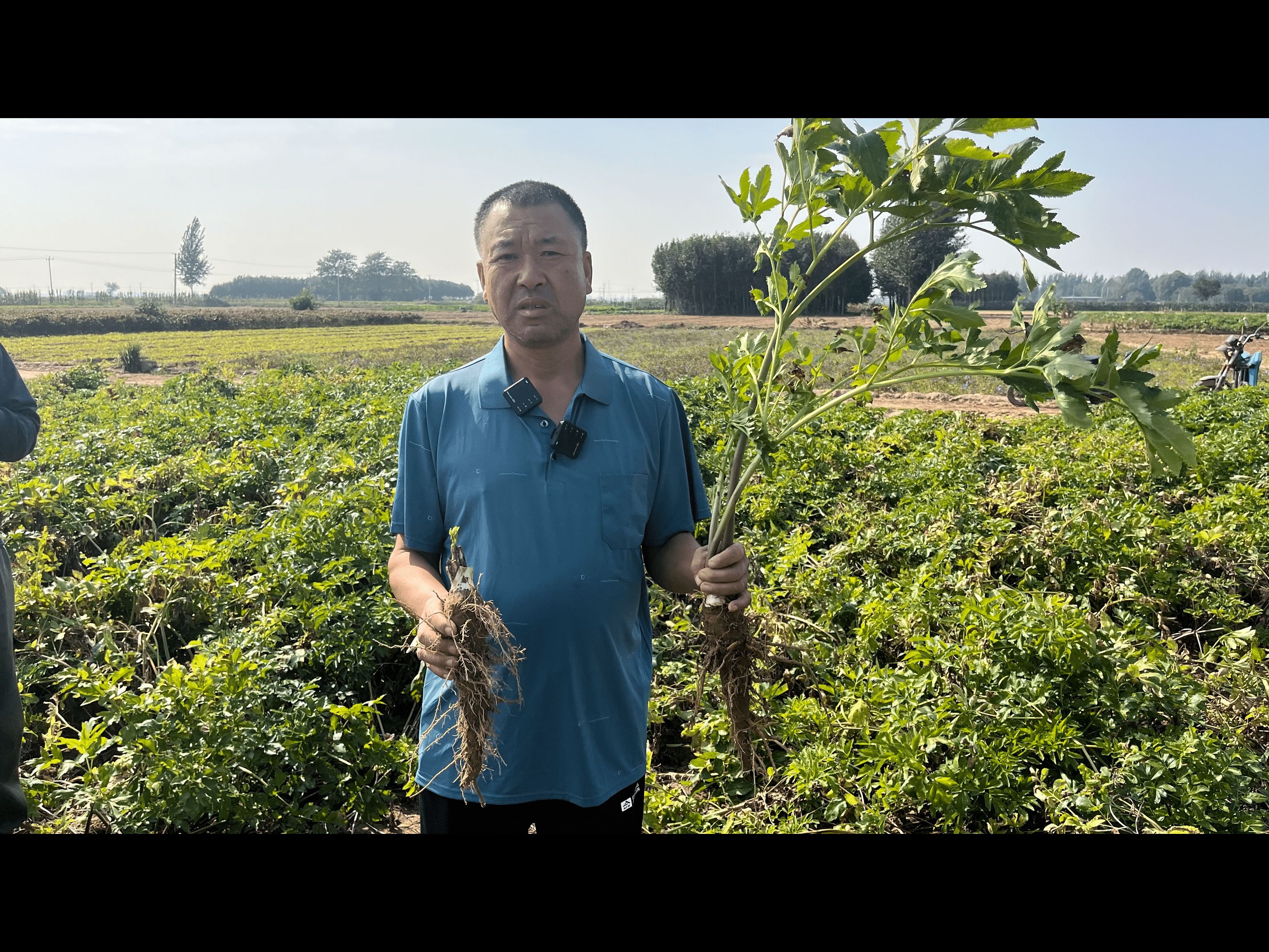 推荐中药材品种(白芷):市场行情稳定,可卖鲜货,也可晒干出售.哔哩哔哩bilibili