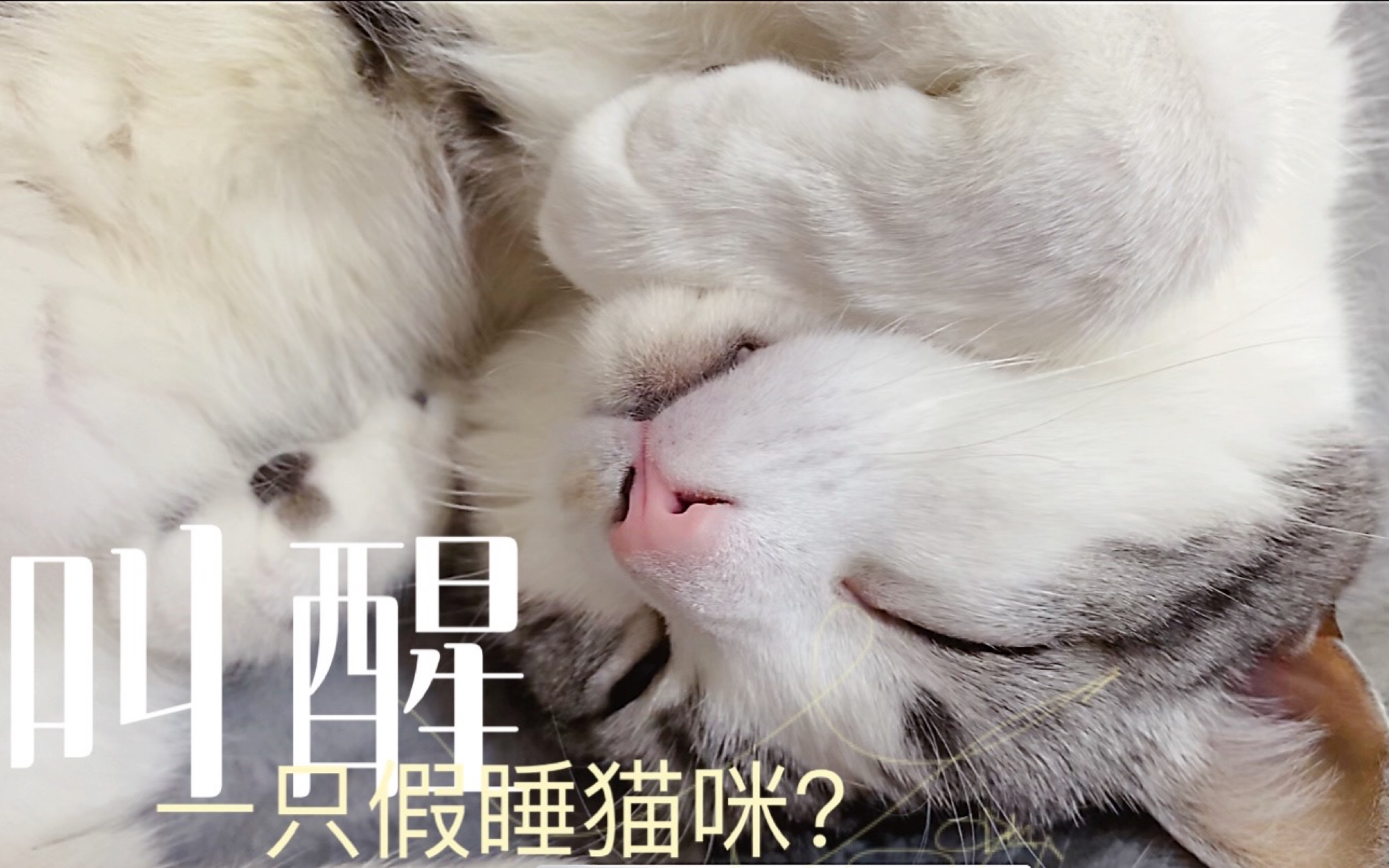睁一只眼闭一只眼,是真睡还是假睡?