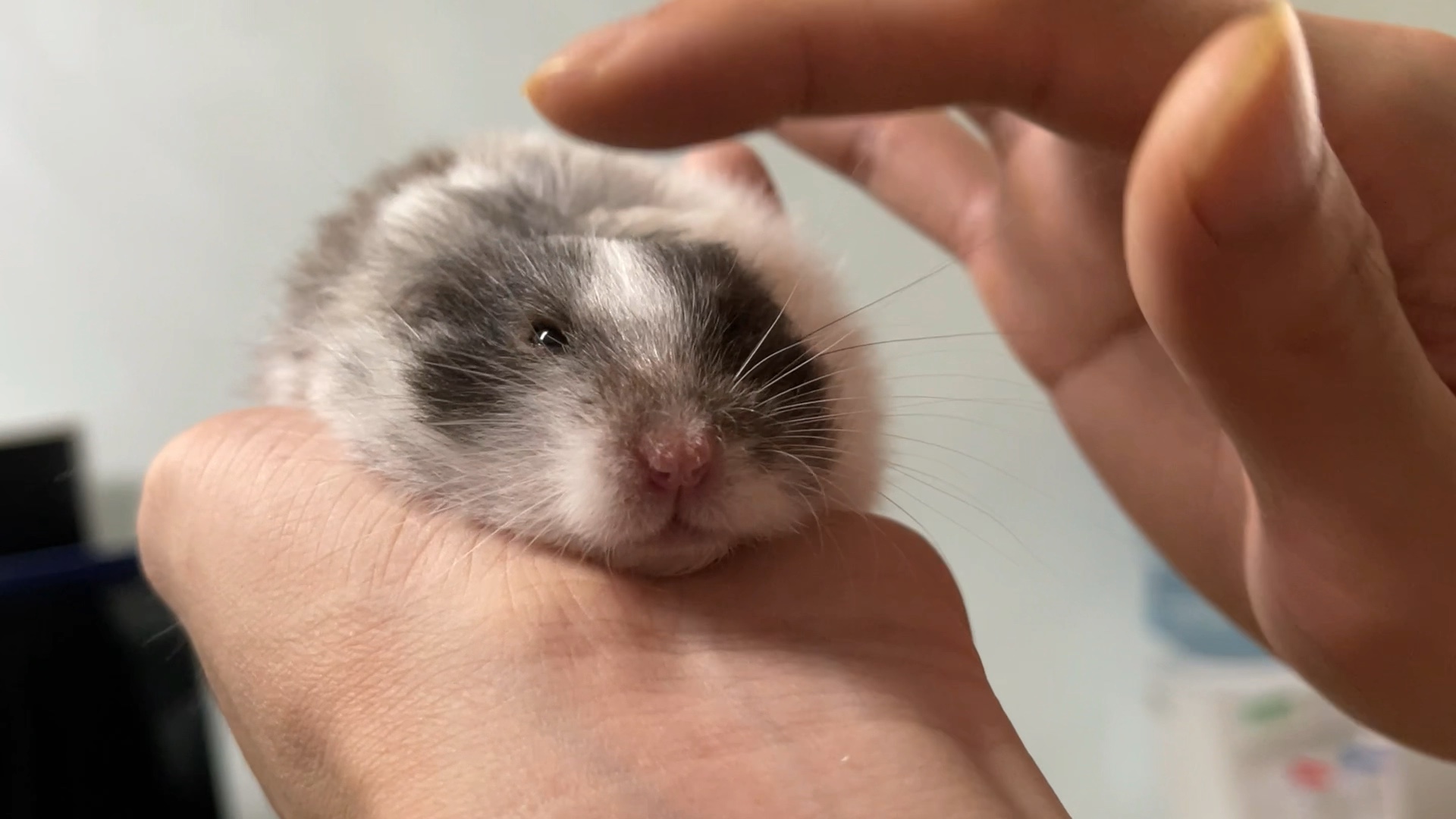 可爱的,奶牛宝宝