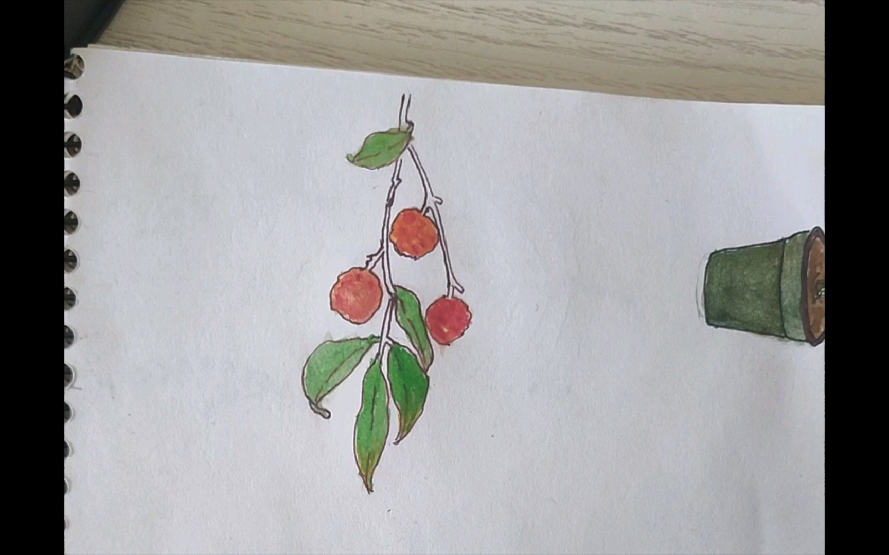 画一串水彩荔枝