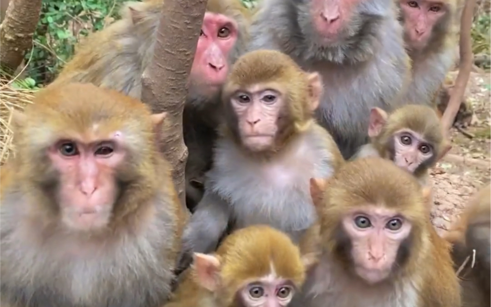 猴子全家福