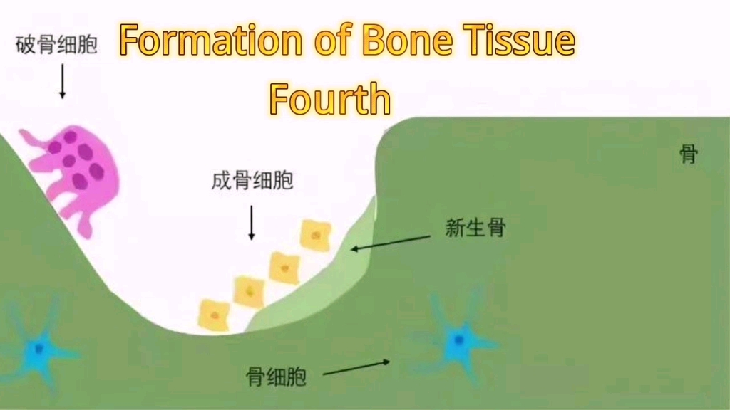 膜化骨和软骨化骨哔哩哔哩bilibili