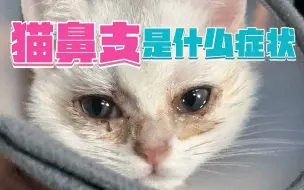 猫鼻支是什么症状