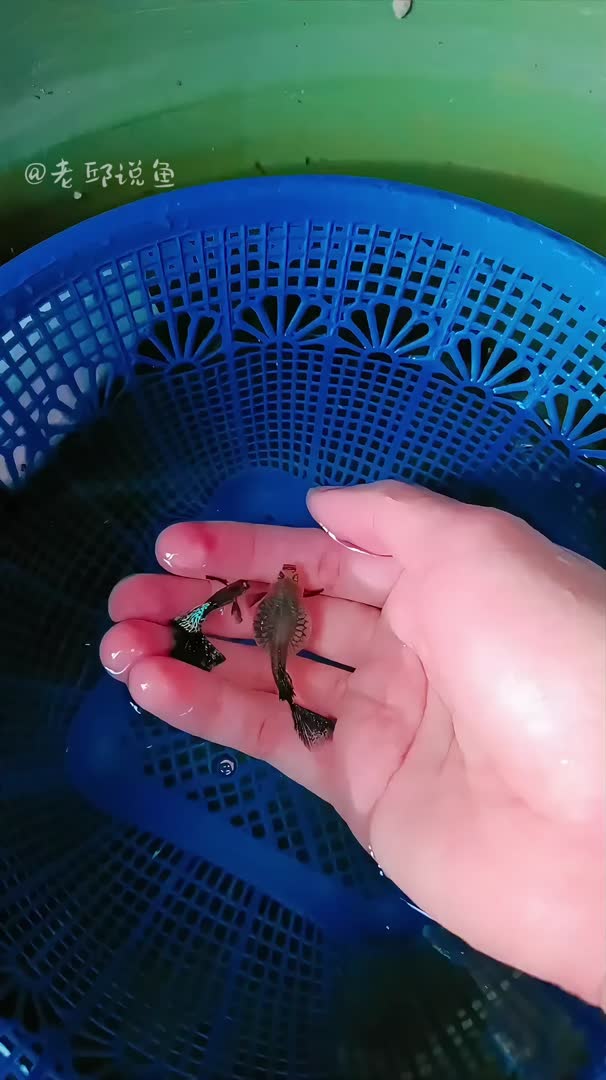 母孔雀鱼怀孕中:小宝宝即将来临!