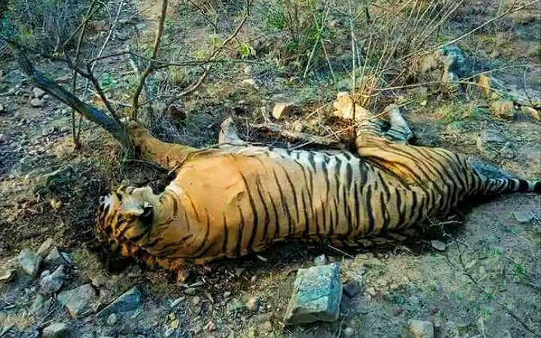 拉贾之死,世界级明星虎王,陈尸荒野,身脸异处