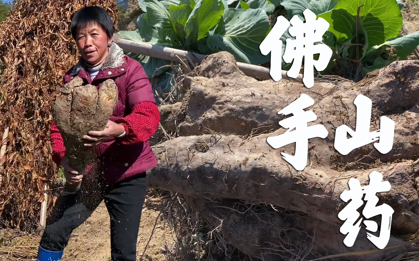 農村大媽挖山藥芋頭,收穫滿滿一簸箕,最後還挖到一塊佛手狀山藥_嗶哩