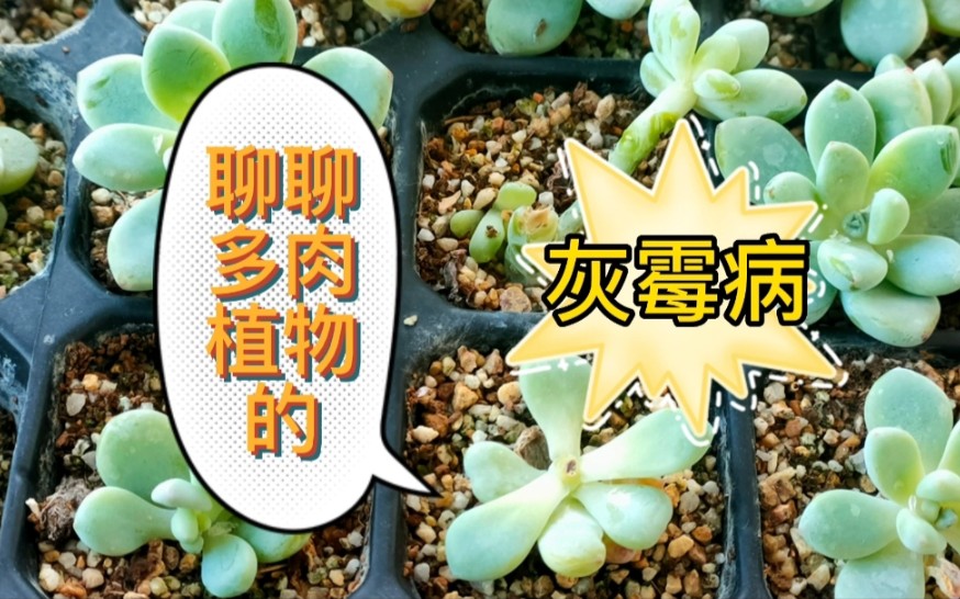 聊聊多肉植物的灰霉病哔哩哔哩bilibili