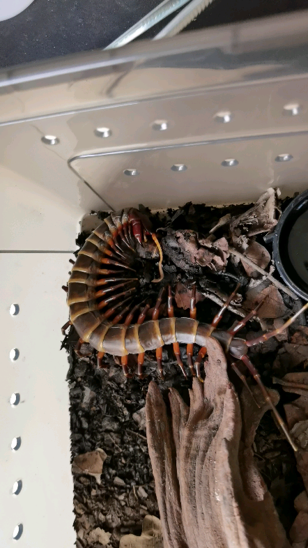 苏拉威西模棘蜈蚣(黑脚型)吃杜比亚_哔哩哔哩_bilibili