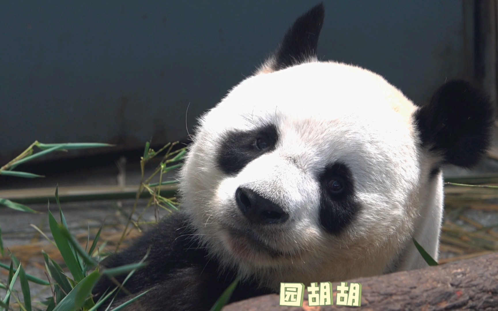 [大熊猫阿宝]黑眼圈白脑袋阿宝你怎么这么可爱