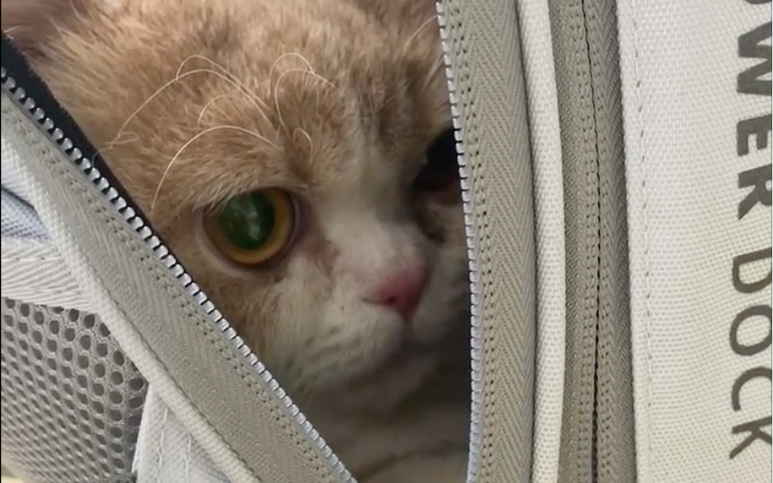 mini see宠物医院专治不听话的小猫咪