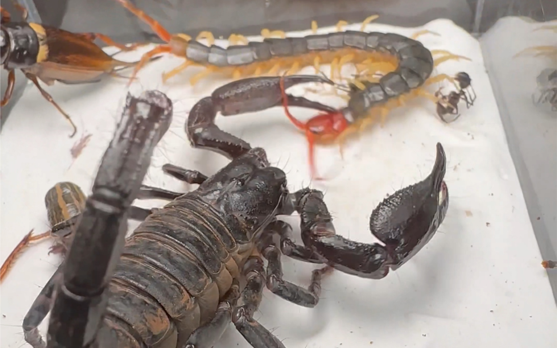 史诗级战斗!蝎子蜈蚣水蛭蚂蚁蛐蛐之间的角逐!