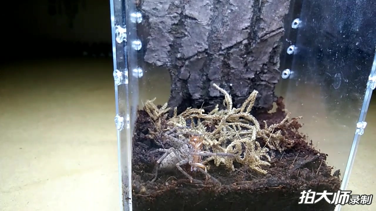白额高脚蛛-捕食樱桃蟑螂(风骚走位)