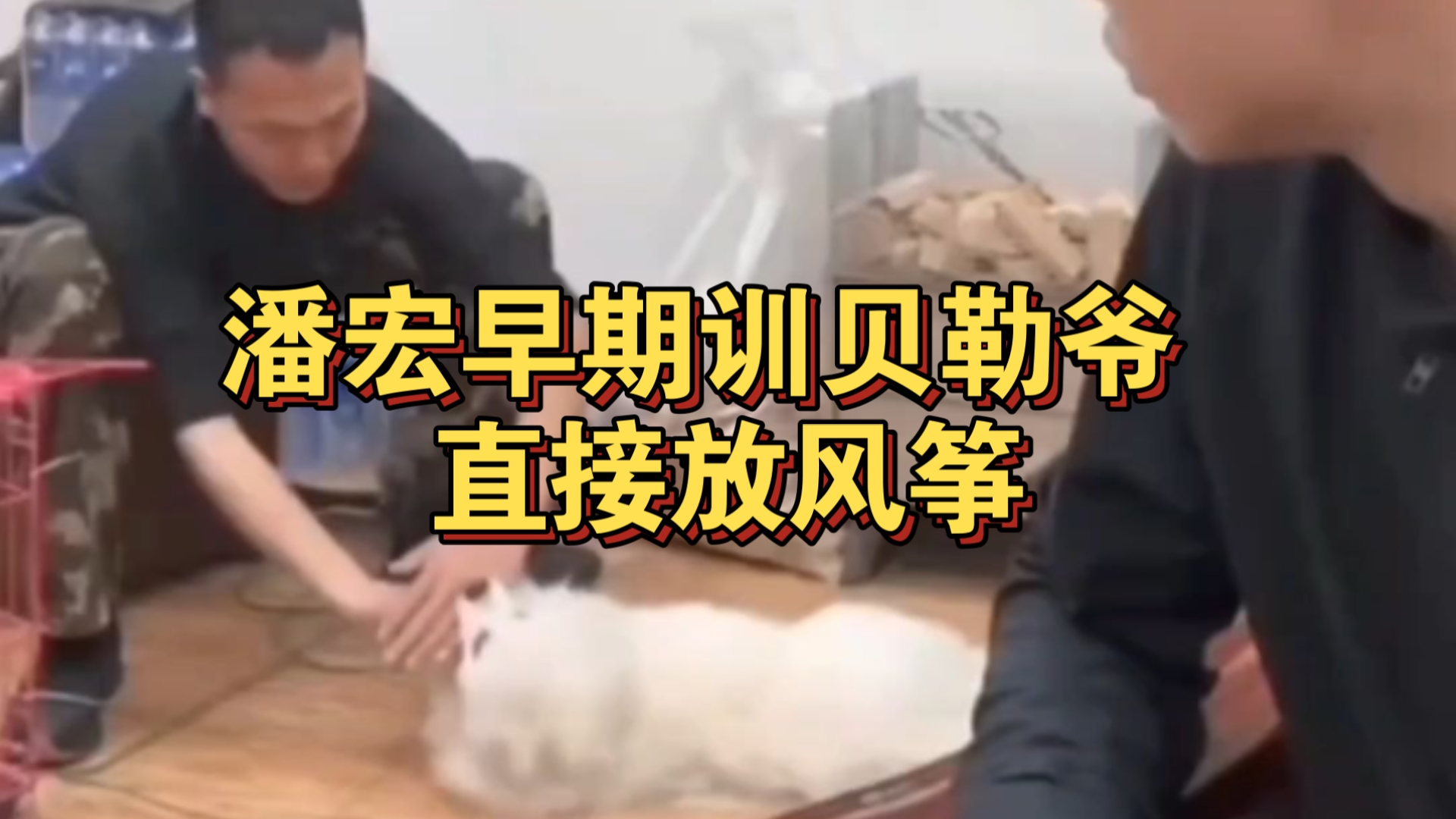 补档.潘宏早期训贝勒爷 直接放风筝