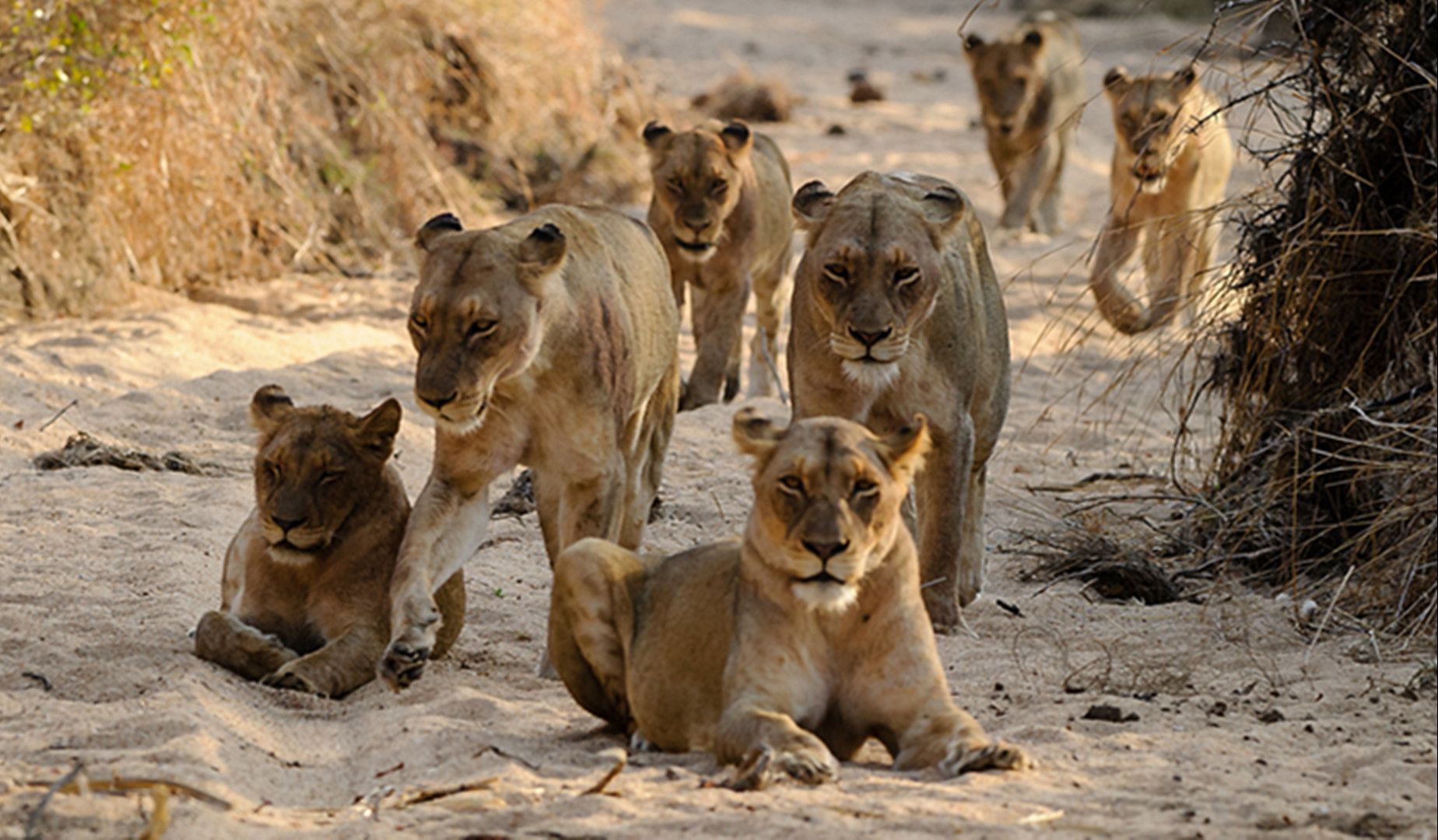 狮群在经历幼崽走丢,母狮受伤,食物被抢夺的情况下艰难生存