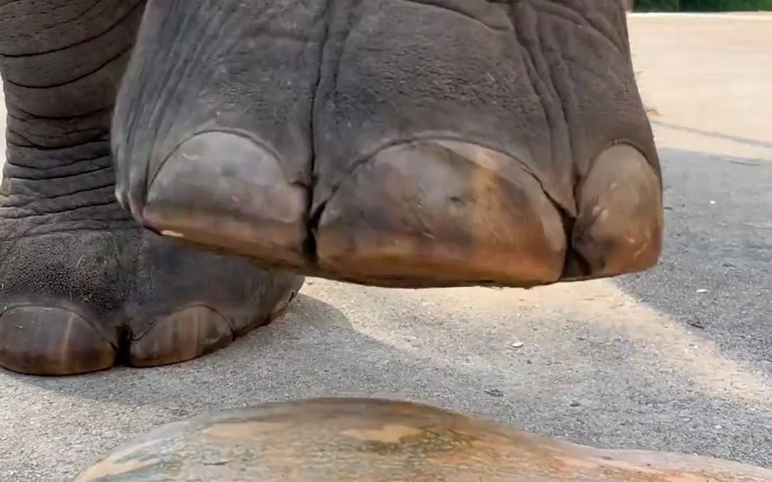 被大象踩一脚会怎么样?