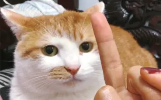 中指猫_ 搜索结果_哔哩哔哩_Bilibili