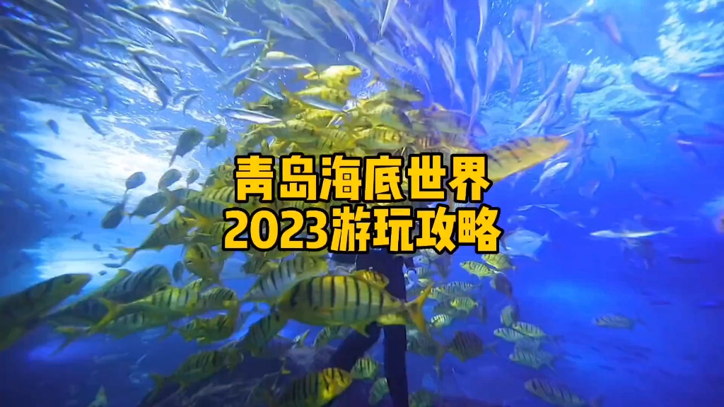 青岛海底世界2023游玩攻略,非常详细哔哩哔哩bilibili