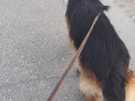 【陕西潼关阿牧德牧犬舍】新作上线,快来看看!